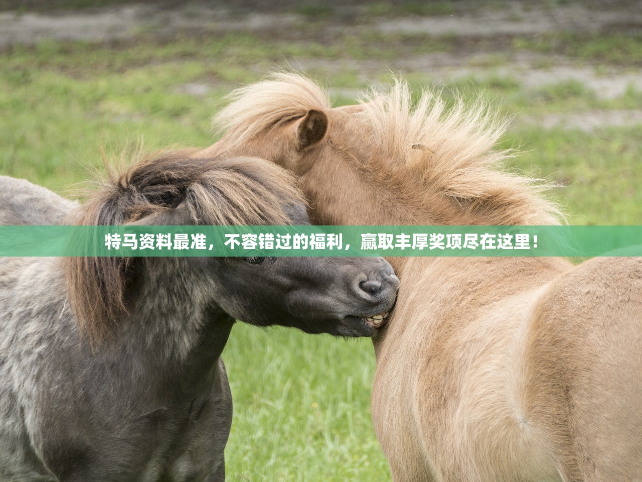 特马资料最准，不容错过的福利，赢取丰厚奖项尽在这里！