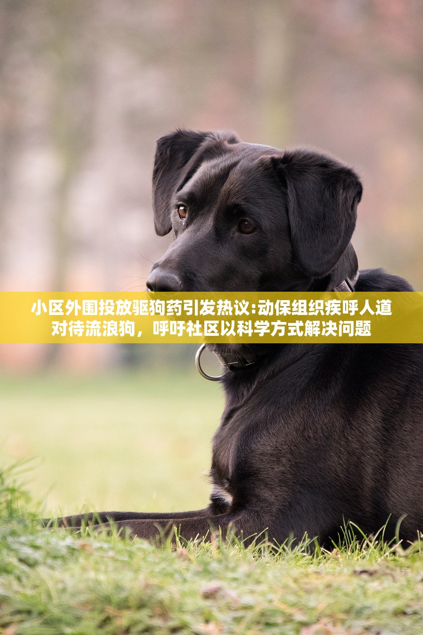 (传奇王者霸业手游下载)传奇王者霸业手游，探索王者之路，领略霸业风采