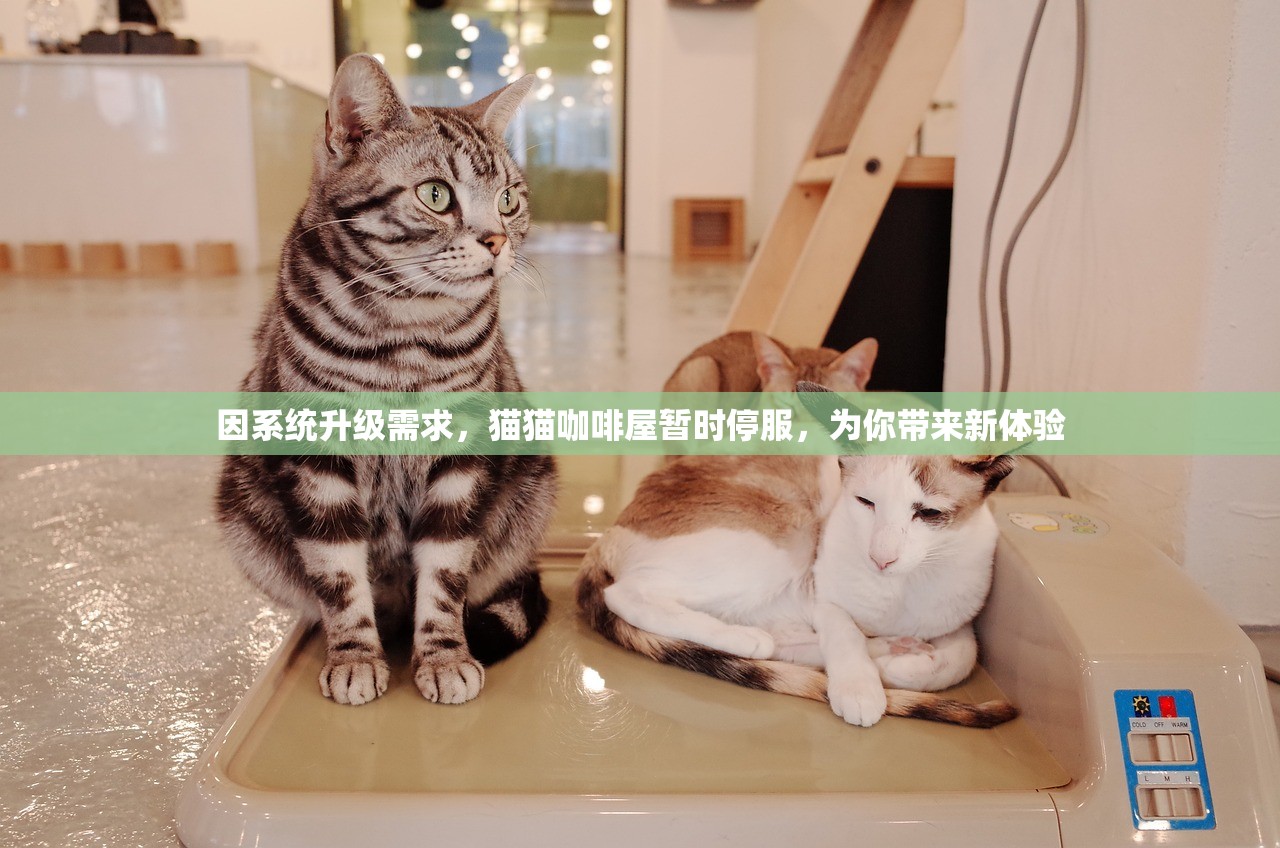 (骑士联萌内购破解版最新版本)骑士联萌内购，游戏内购机制深度解析与探讨