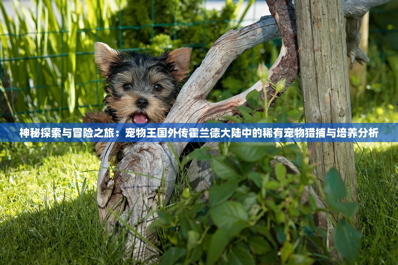 (诛神ol攻略)诛神手游，跨国征战，策略与荣耀的碰撞