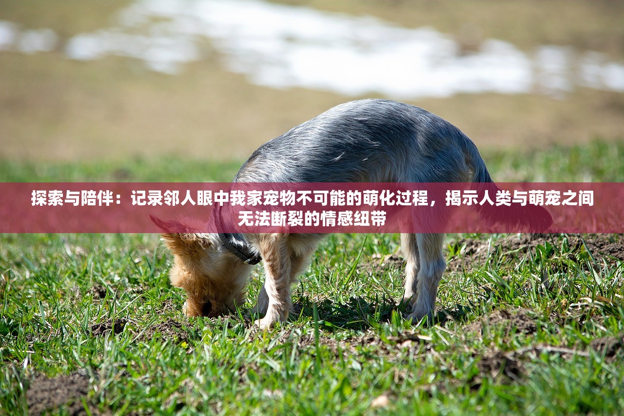 (问鼎神坛怎么没有最新版了呢)问鼎神坛为何没有最新版了？深度解析与常见问答