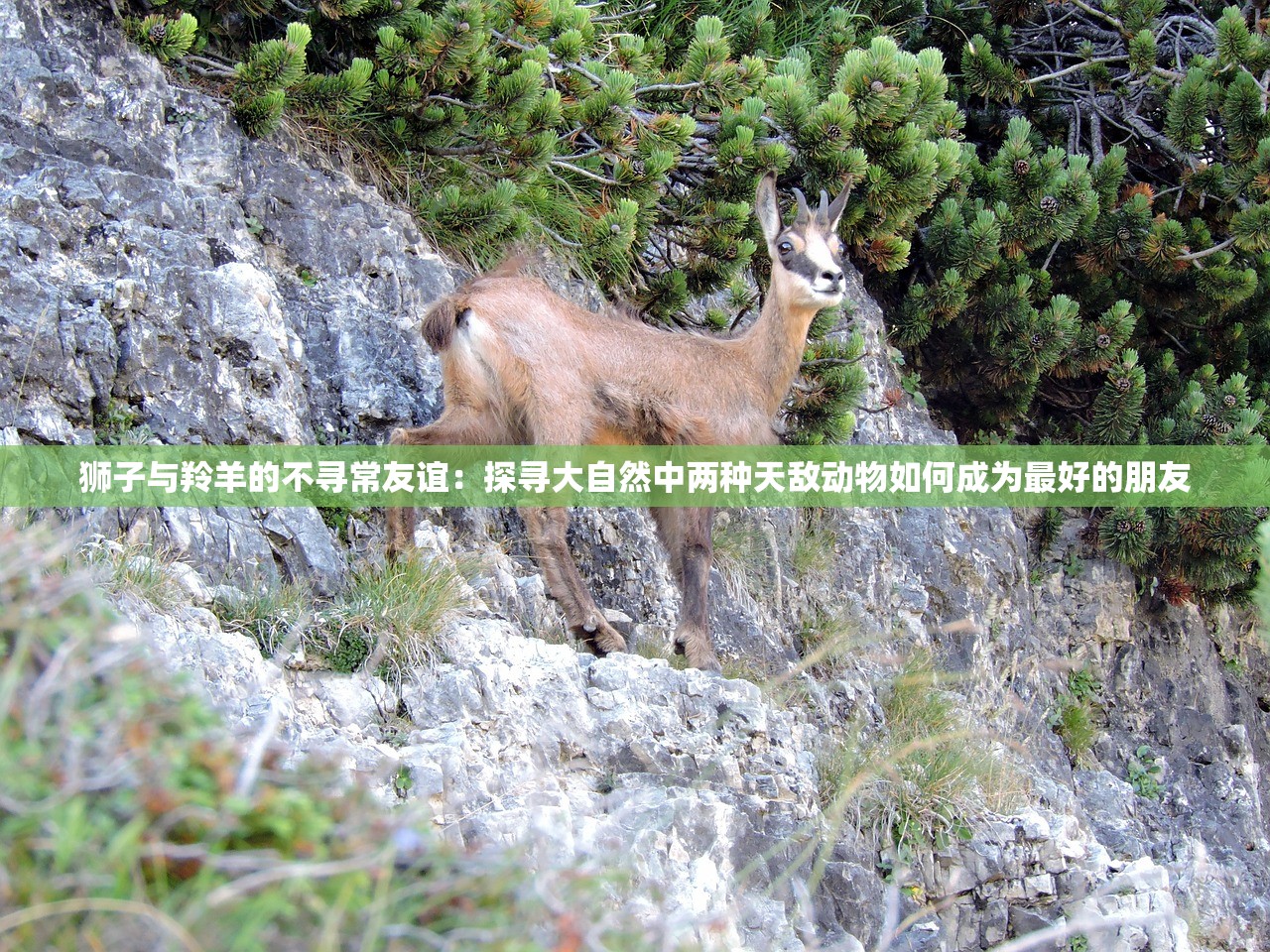 (童谣小小中国龙教案)童谣中的文化瑰宝，小小中国龙