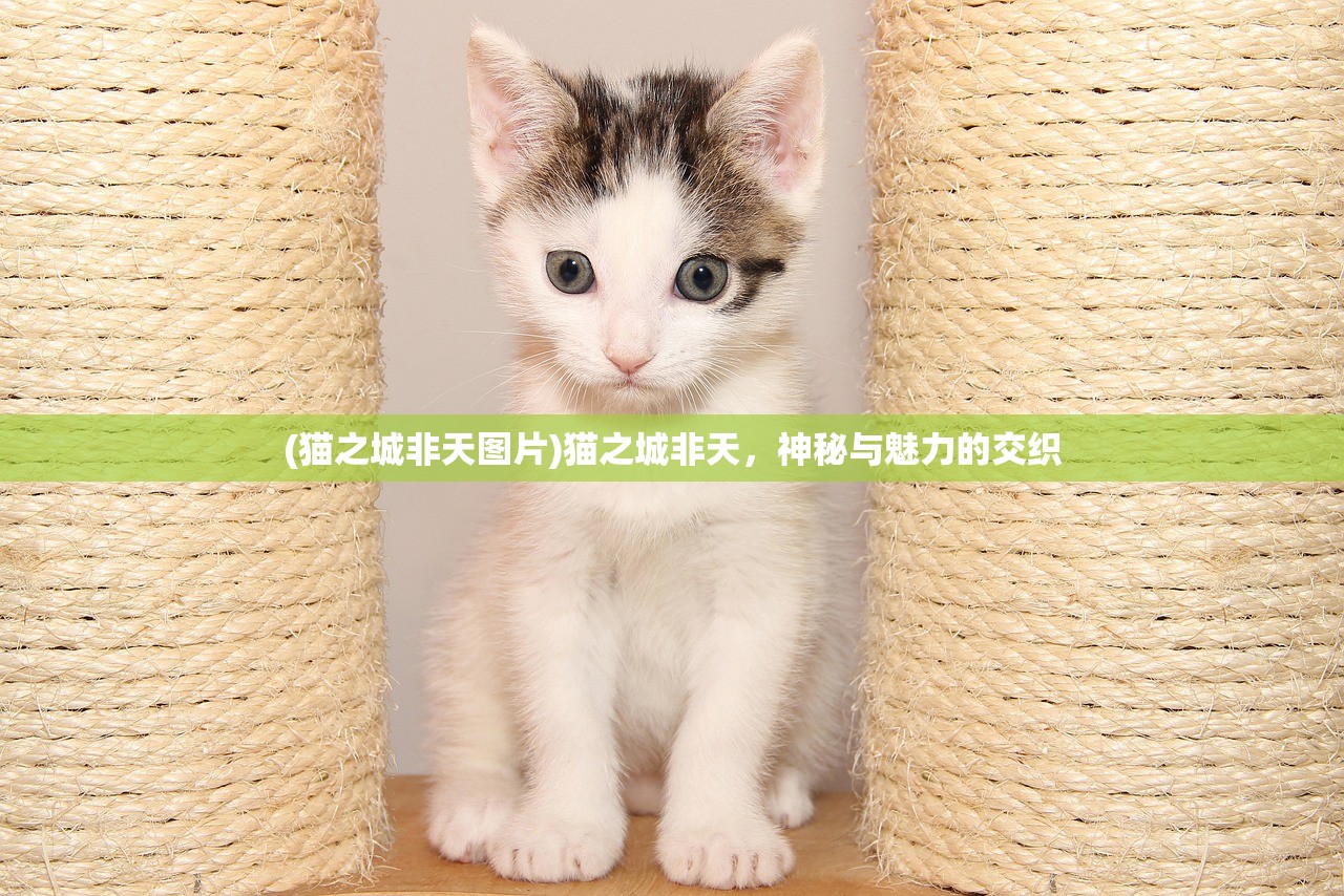 (奇门小镇正式停运了吗)奇门小镇停运背后的故事，一个时代的结束与未来的思考