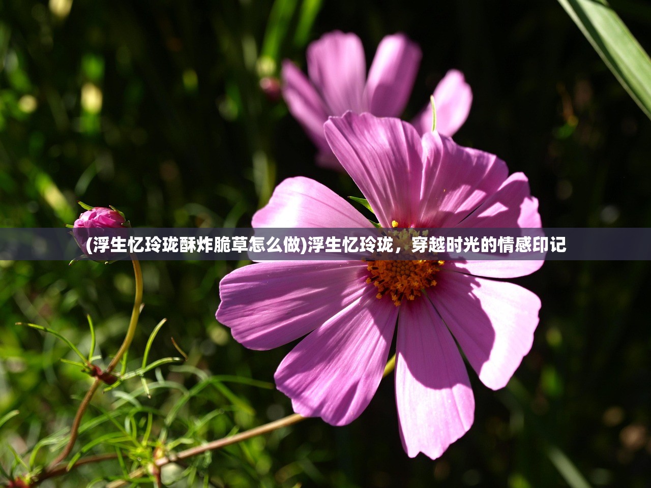 (家园手游官网)家园手游iOS版，深度体验与常见问题解答