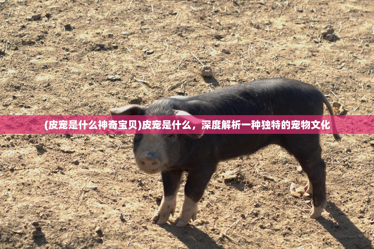 (勇敢者日记迪小龙2 动漫)勇者日记，迪小龙的冒险之旅及其启示