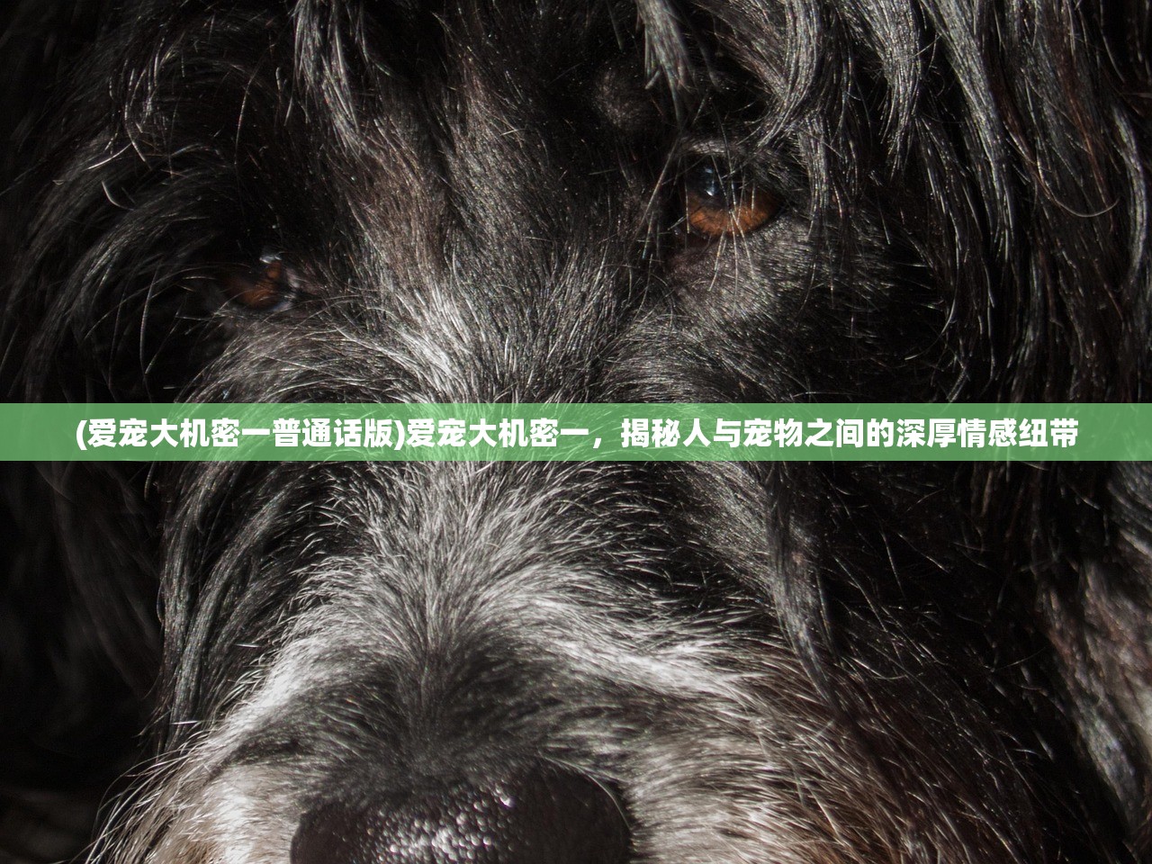 (召唤与合成1哪里可以玩)召唤与合成1，游戏玩法地点全解析及常见问答（FAQ）
