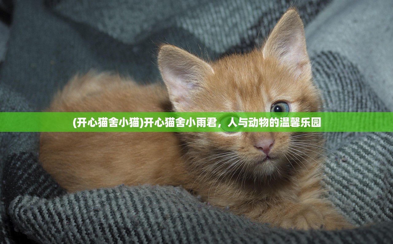 (黎明守护者盾牌效果怎么样啊)黎明守护者盾牌，效果深度解析