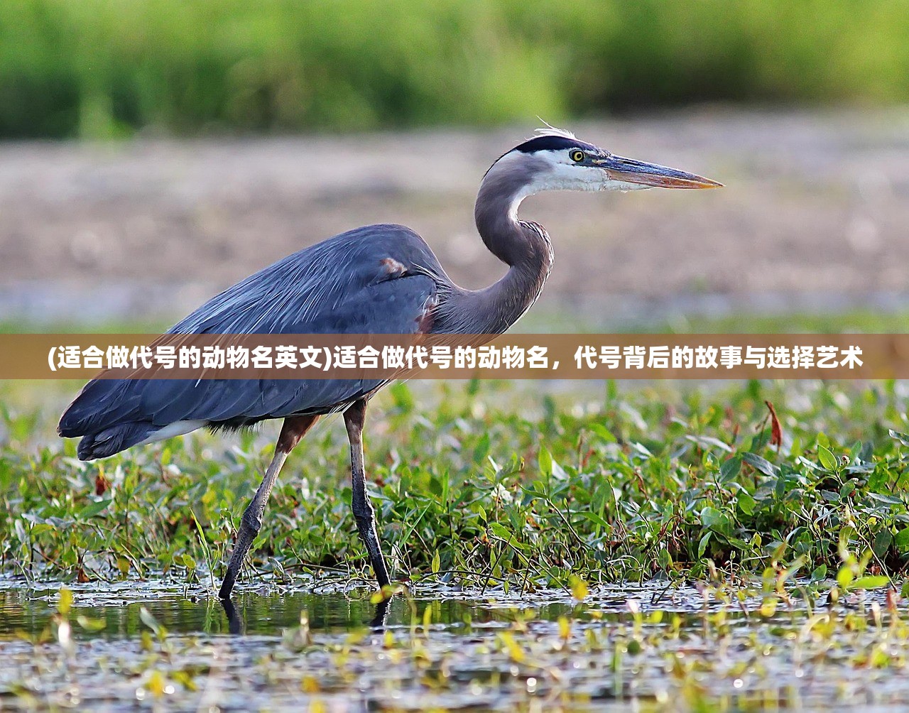 (适合做代号的动物名英文)适合做代号的动物名，代号背后的故事与选择艺术