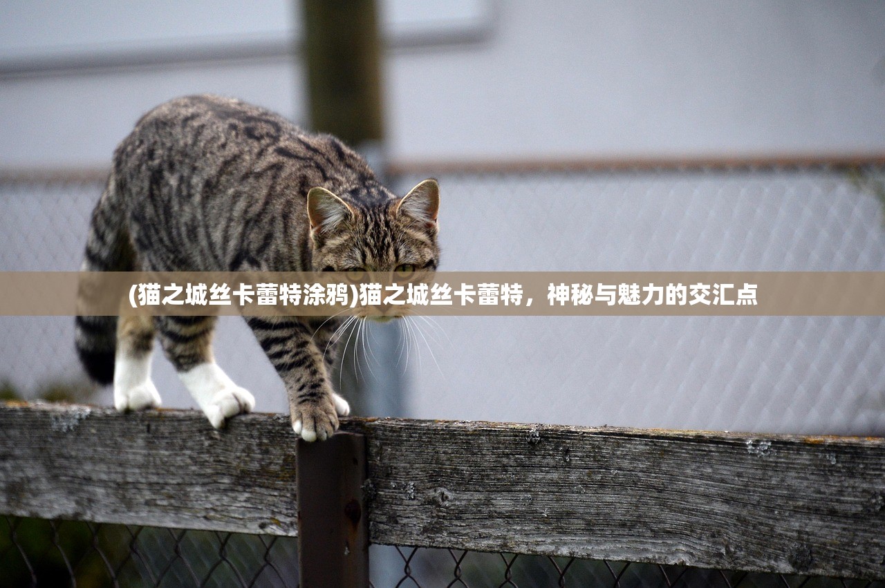 (猫之城丝卡蕾特涂鸦)猫之城丝卡蕾特，神秘与魅力的交汇点