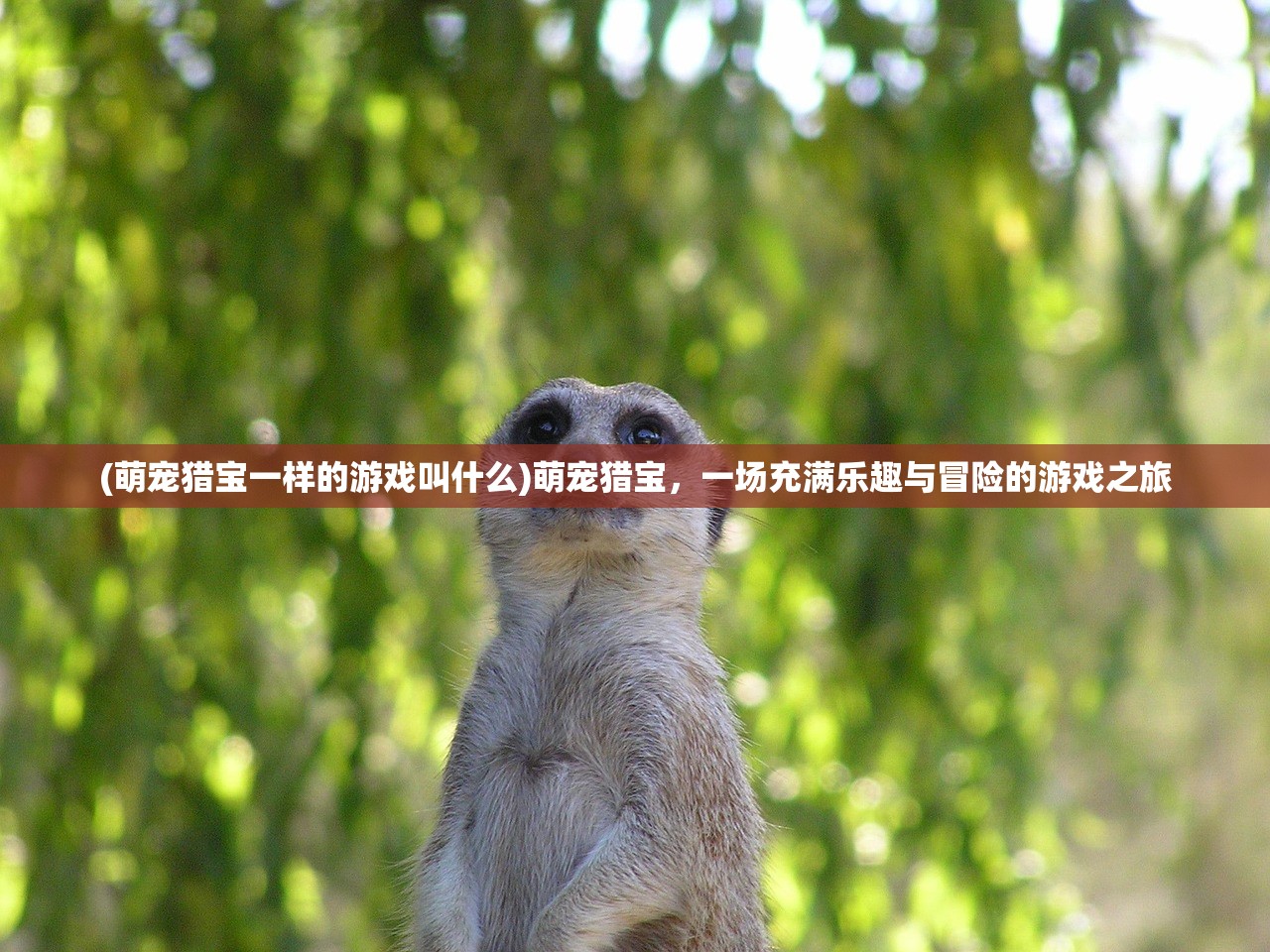 (萌宠猎宝一样的游戏叫什么)萌宠猎宝，一场充满乐趣与冒险的游戏之旅