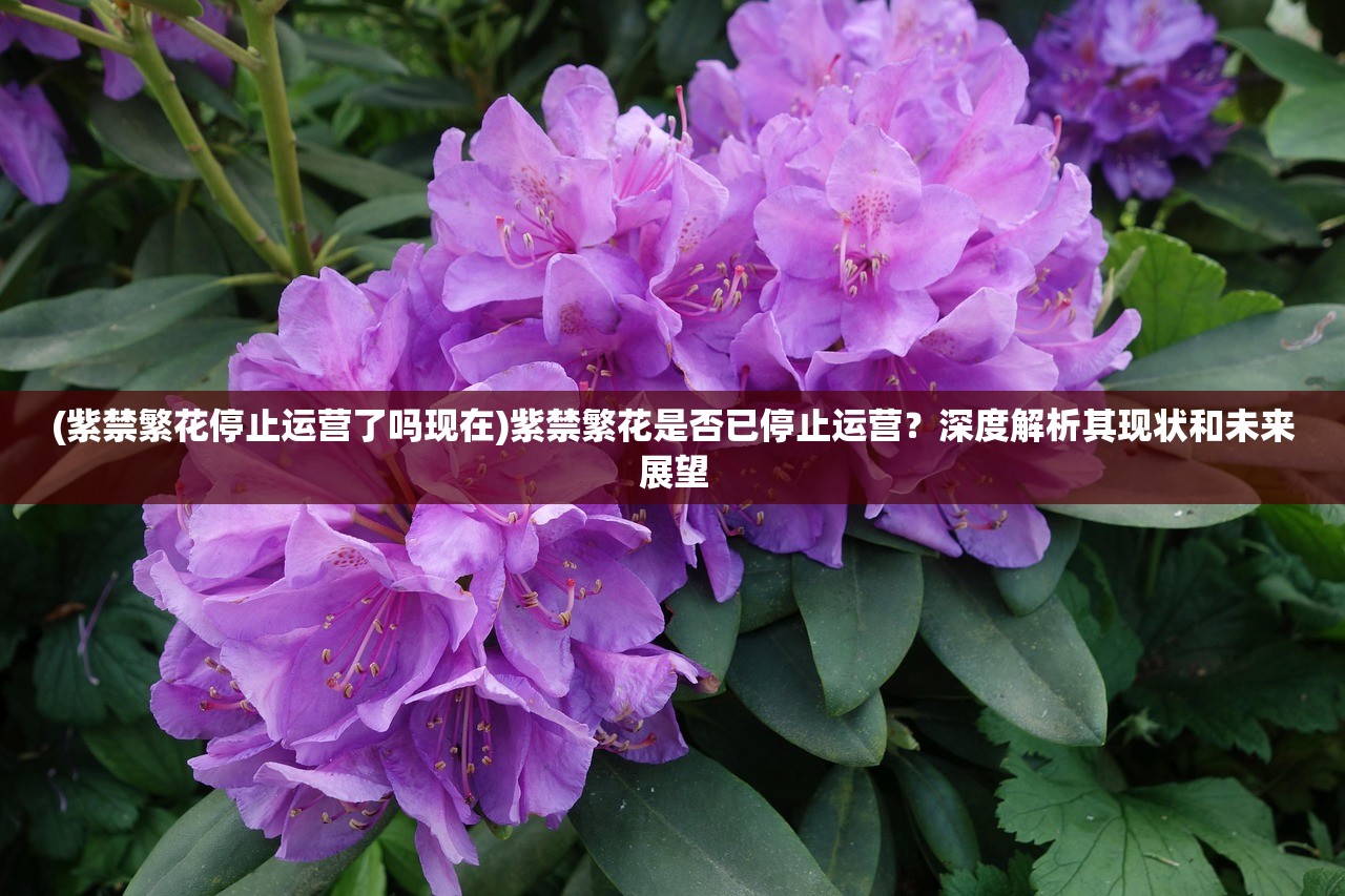 (紫禁繁花停止运营了吗现在)紫禁繁花是否已停止运营？深度解析其现状和未来展望