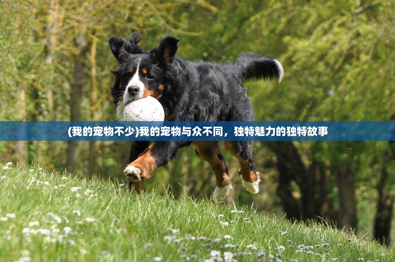 (我的宠物不少)我的宠物与众不同，独特魅力的独特故事