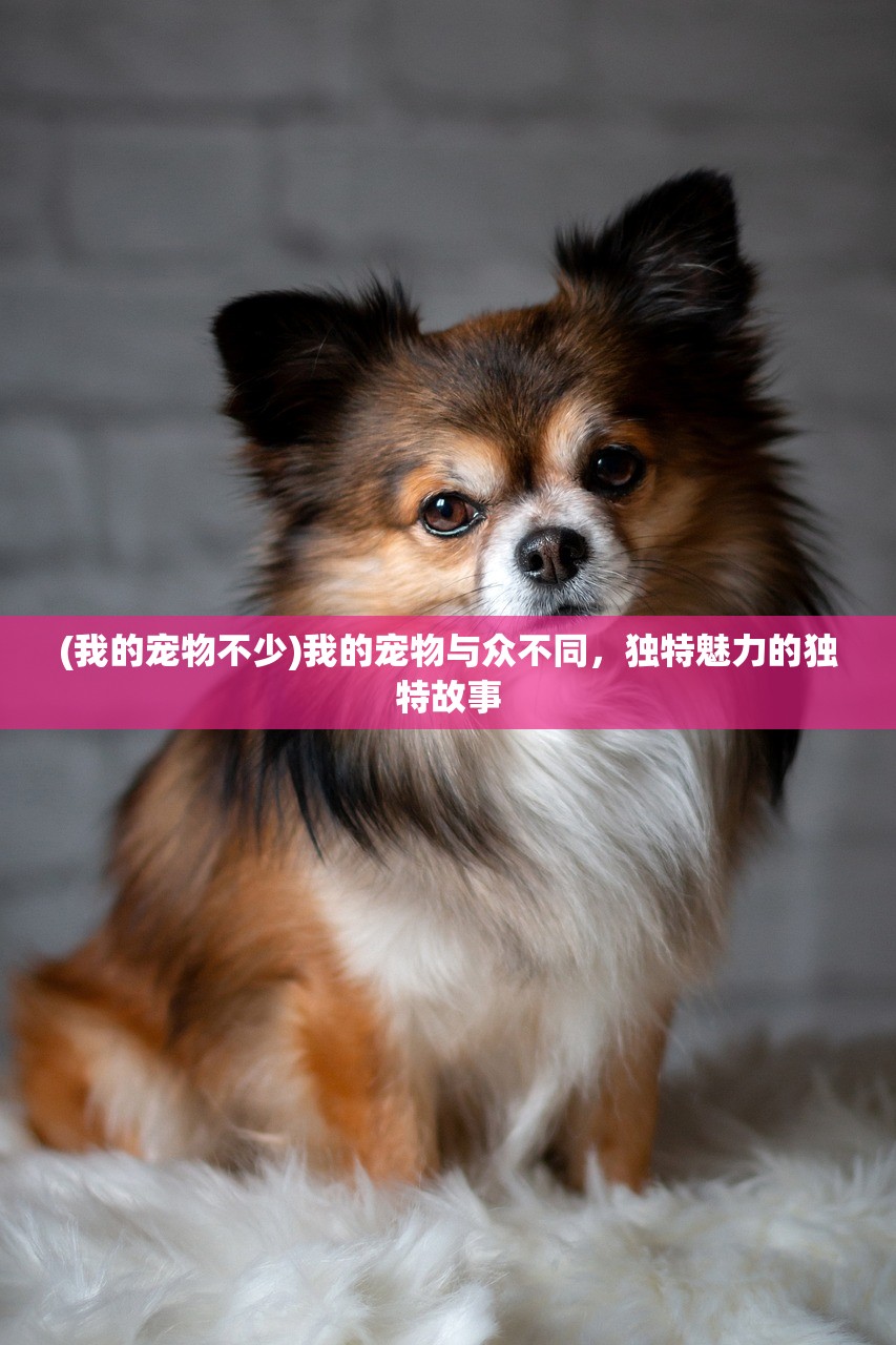 (我的宠物不少)我的宠物与众不同，独特魅力的独特故事