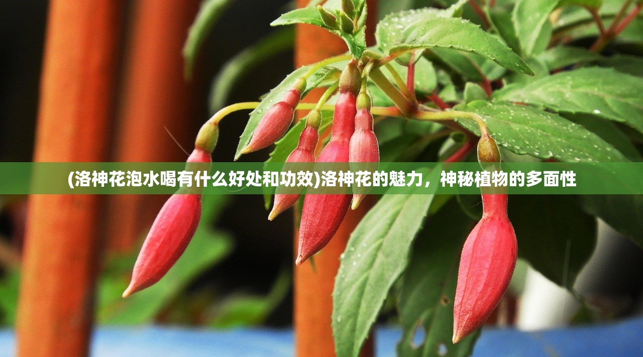 (洛神花泡水喝有什么好处和功效)洛神花的魅力，神秘植物的多面性