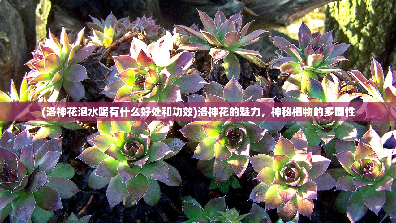 (洛神花泡水喝有什么好处和功效)洛神花的魅力，神秘植物的多面性