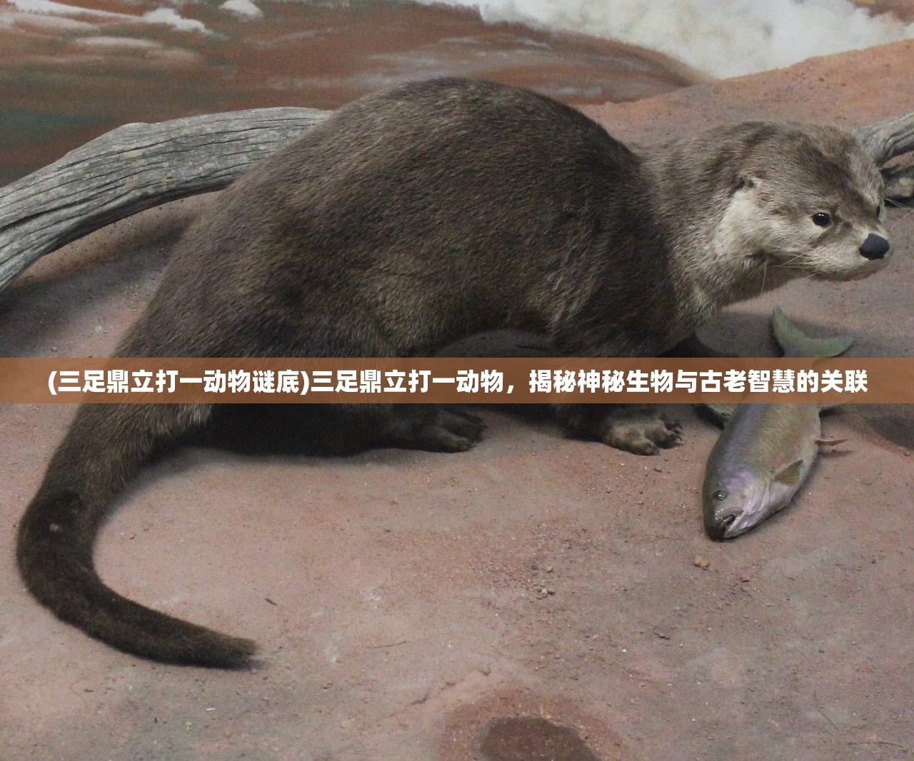 (三足鼎立打一动物谜底)三足鼎立打一动物，揭秘神秘生物与古老智慧的关联