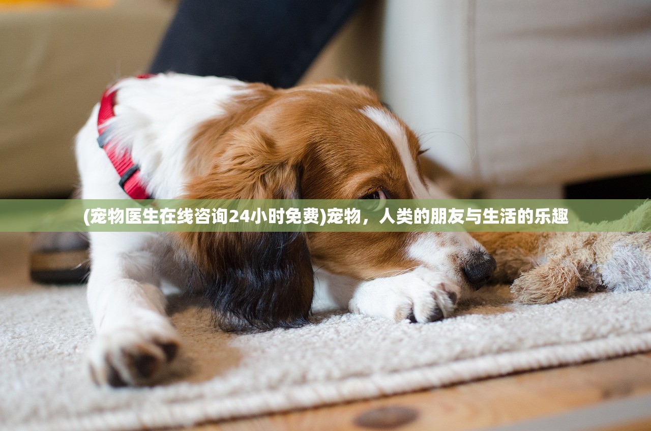 (宠物医生在线咨询24小时免费)宠物，人类的朋友与生活的乐趣