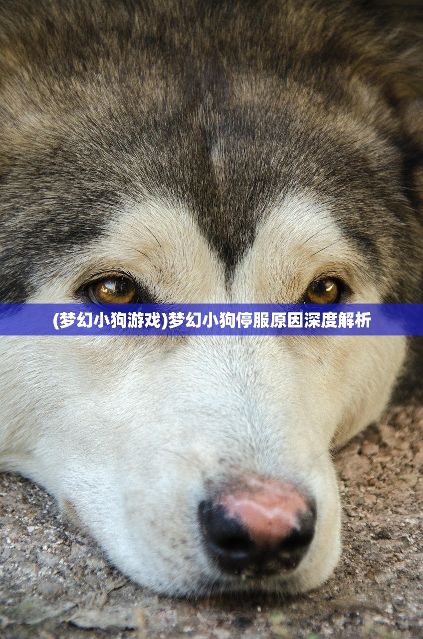 (梦幻小狗游戏)梦幻小狗停服原因深度解析