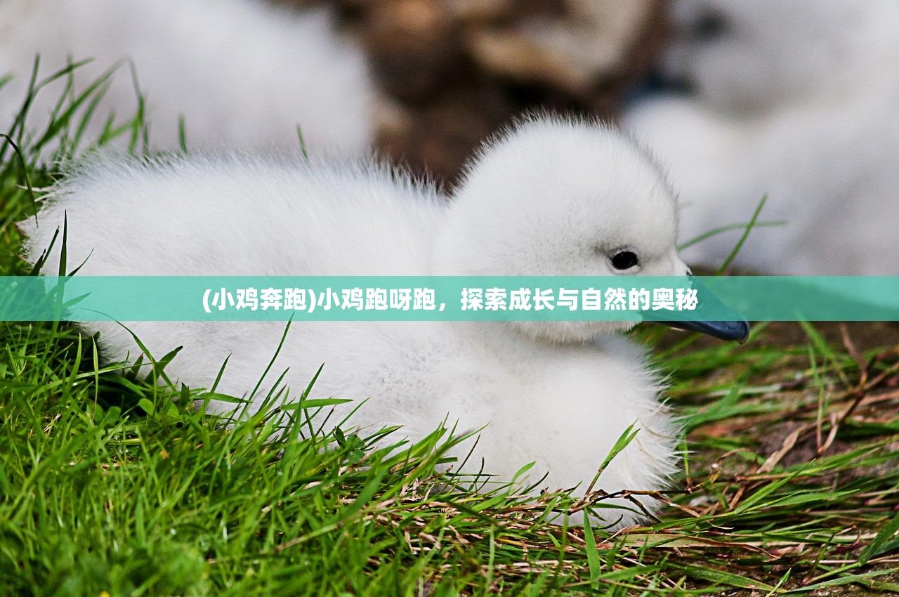 (小鸡奔跑)小鸡跑呀跑，探索成长与自然的奥秘