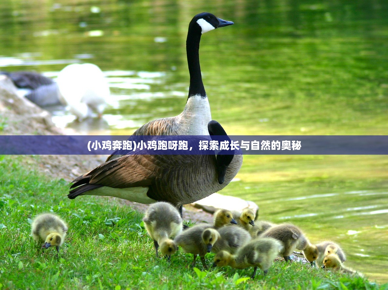 (小鸡奔跑)小鸡跑呀跑，探索成长与自然的奥秘