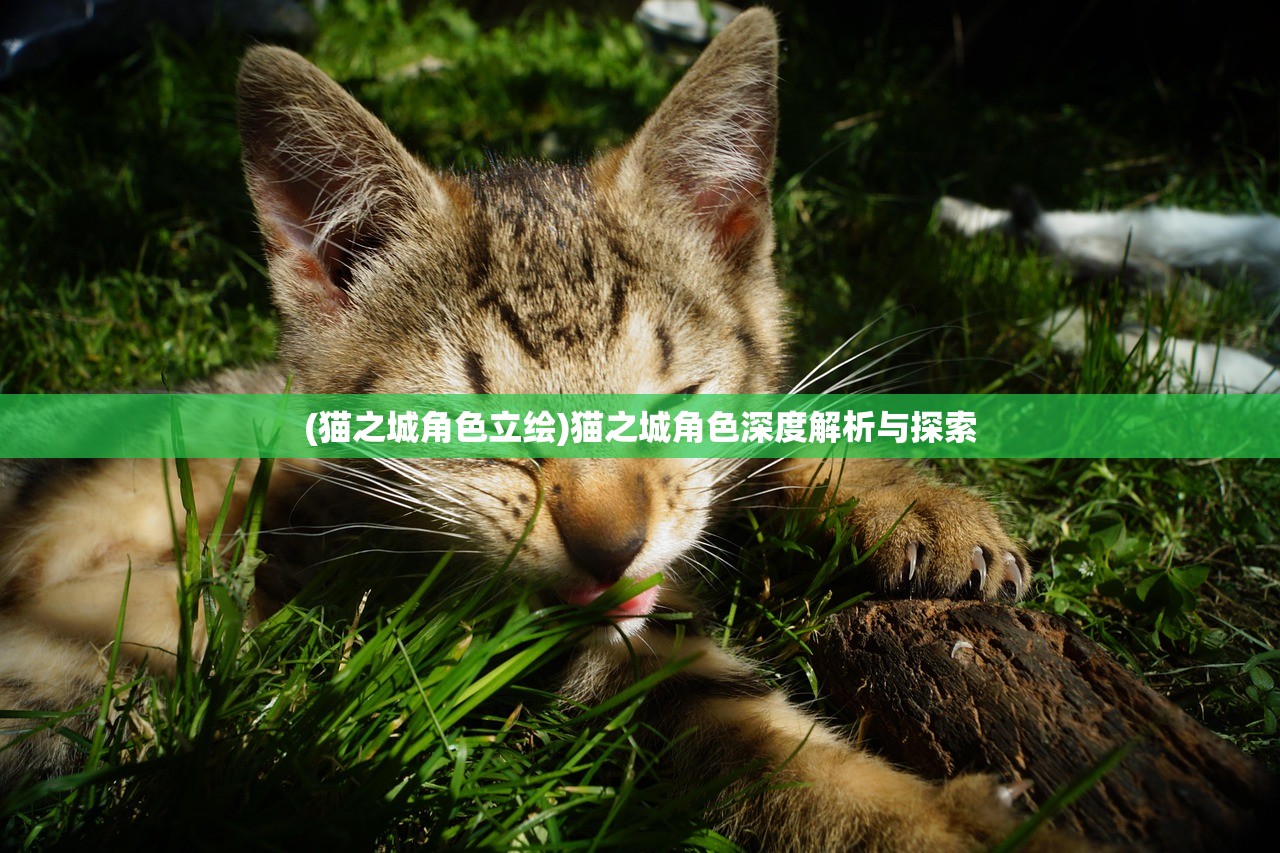 (猫之城角色立绘)猫之城角色深度解析与探索