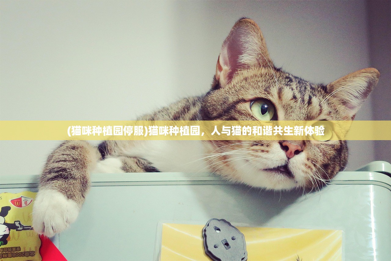 (猫咪种植园停服)猫咪种植园，人与猫的和谐共生新体验