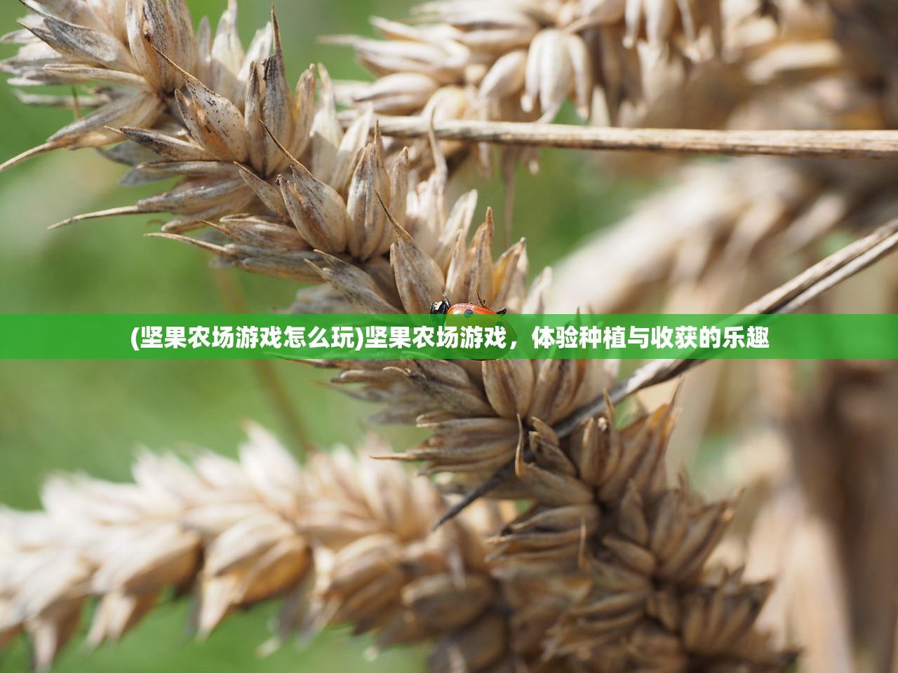 (坚果农场游戏怎么玩)坚果农场游戏，体验种植与收获的乐趣
