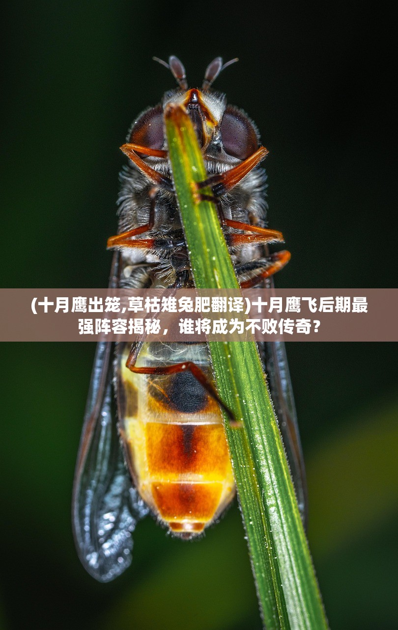 (十月鹰出笼,草枯雉兔肥翻译)十月鹰飞后期最强阵容揭秘，谁将成为不败传奇？