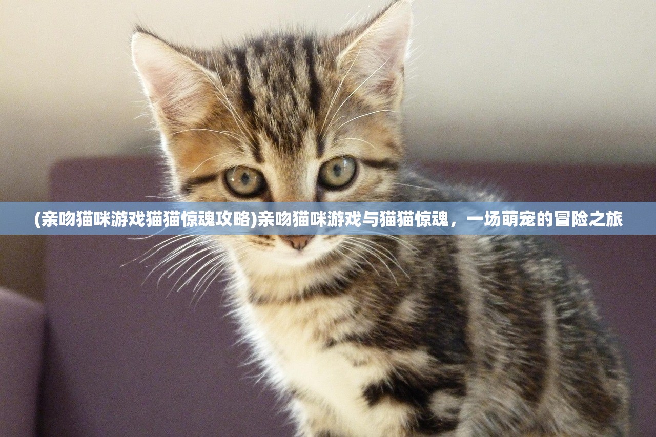 (亲吻猫咪游戏猫猫惊魂攻略)亲吻猫咪游戏与猫猫惊魂，一场萌宠的冒险之旅
