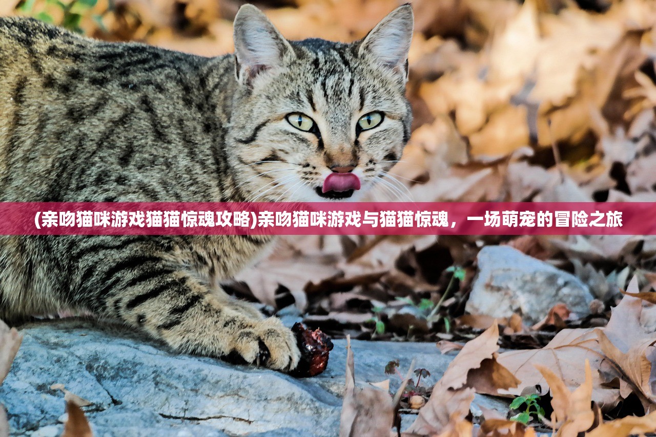 (亲吻猫咪游戏猫猫惊魂攻略)亲吻猫咪游戏与猫猫惊魂，一场萌宠的冒险之旅