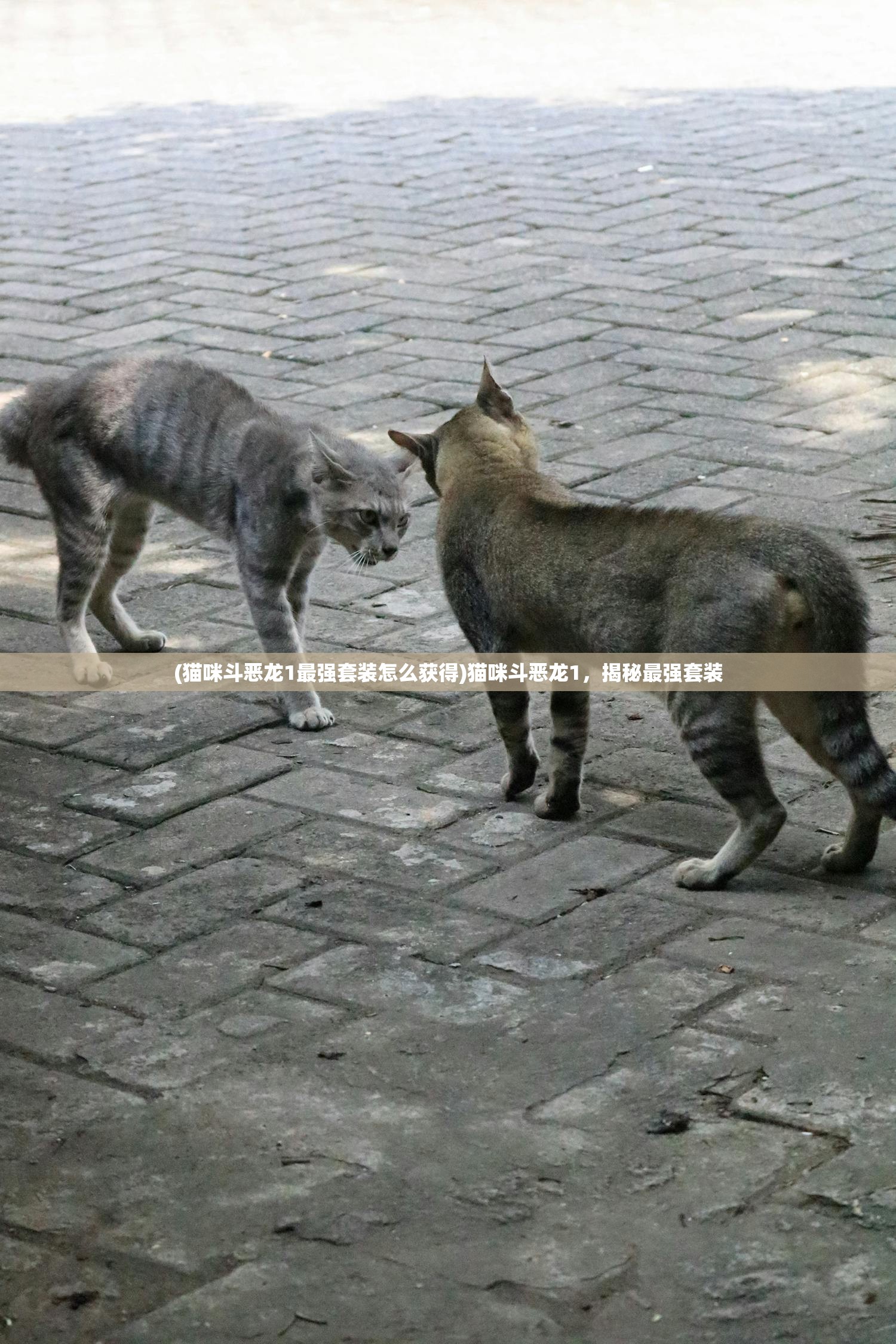 (猫咪斗恶龙1最强套装怎么获得)猫咪斗恶龙1，揭秘最强套装