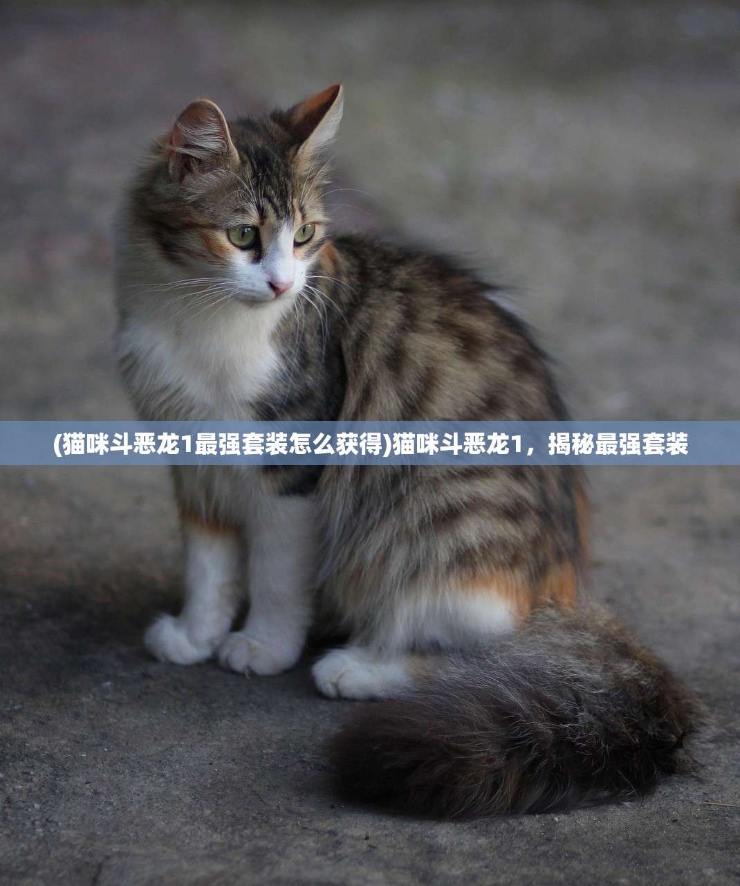(猫咪斗恶龙1最强套装怎么获得)猫咪斗恶龙1，揭秘最强套装