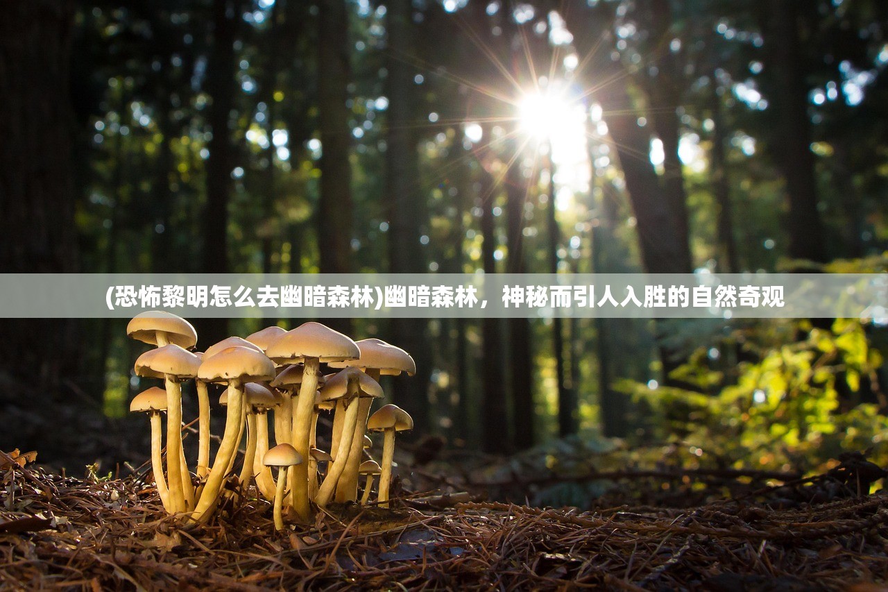 (恐怖黎明怎么去幽暗森林)幽暗森林，神秘而引人入胜的自然奇观