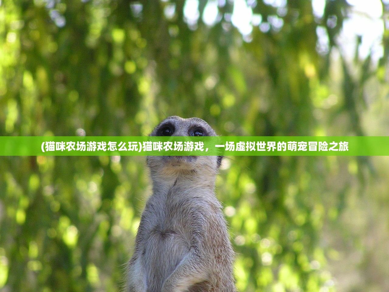 (猫咪农场游戏怎么玩)猫咪农场游戏，一场虚拟世界的萌宠冒险之旅