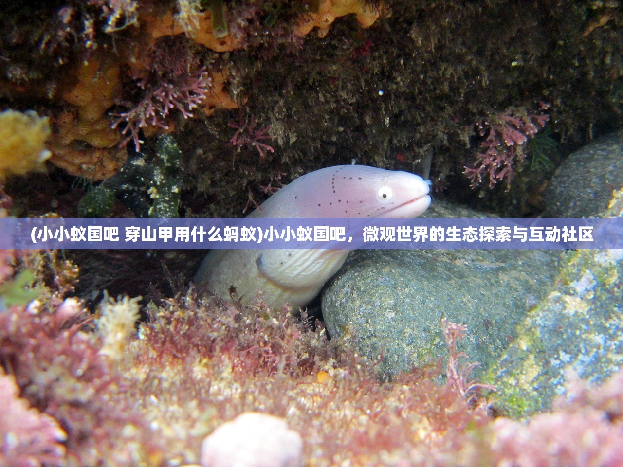 (墨武江山钓鱼图鉴和钓鱼图鉴区别)墨武江山钓鱼图鉴，探索江山的钓鱼之旅