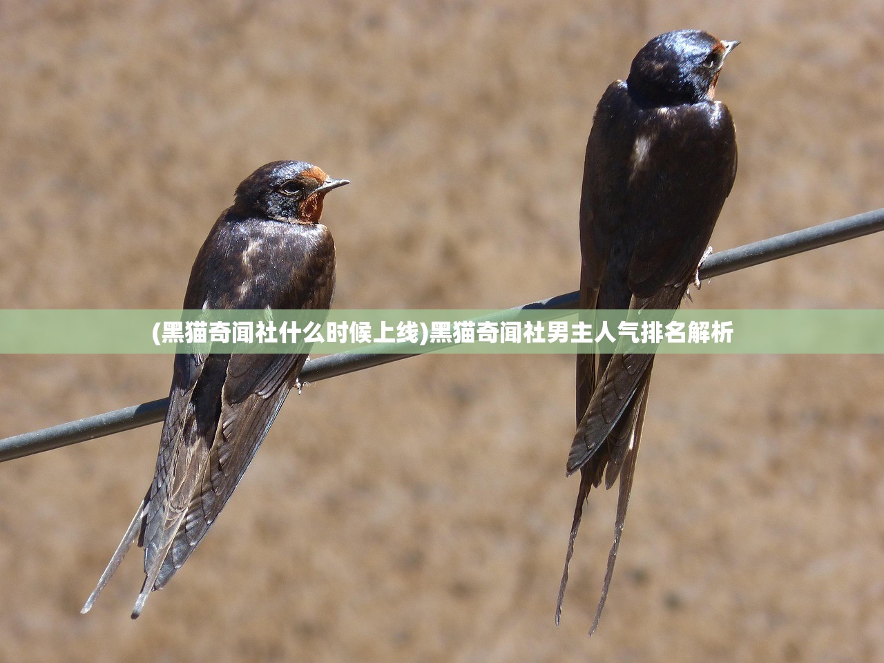 (黑猫奇闻社什么时候上线)黑猫奇闻社男主人气排名解析
