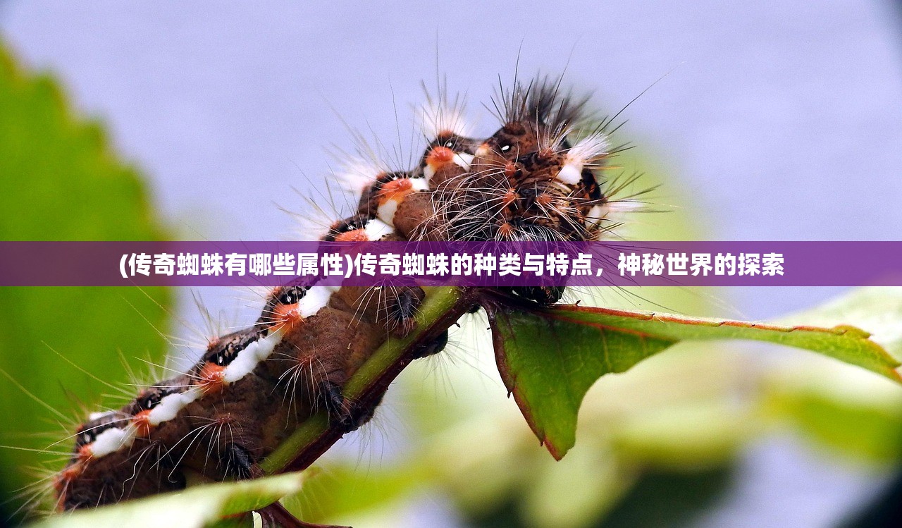 (传奇蜘蛛有哪些属性)传奇蜘蛛的种类与特点，神秘世界的探索