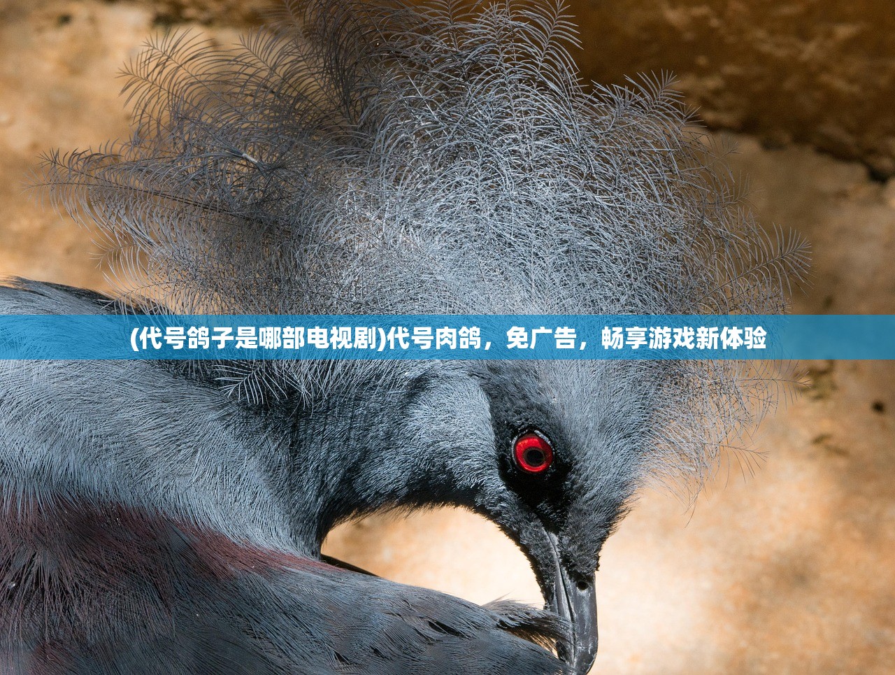 (代号鸽子是哪部电视剧)代号肉鸽，免广告，畅享游戏新体验