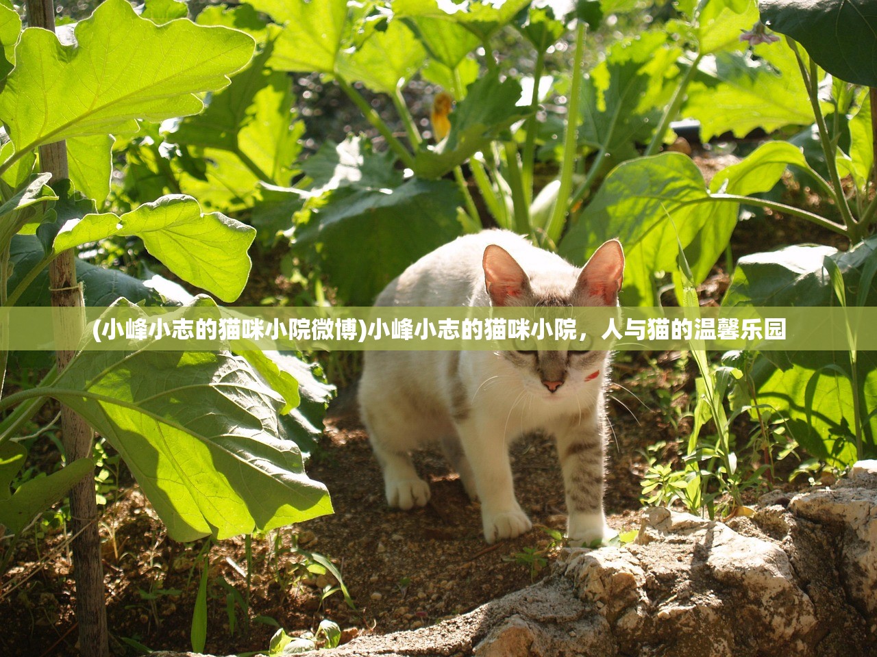 (小峰小志的猫咪小院微博)小峰小志的猫咪小院，人与猫的温馨乐园
