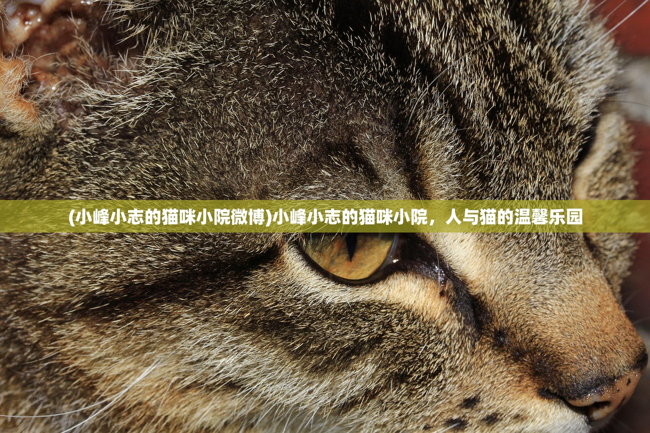 (小峰小志的猫咪小院微博)小峰小志的猫咪小院，人与猫的温馨乐园