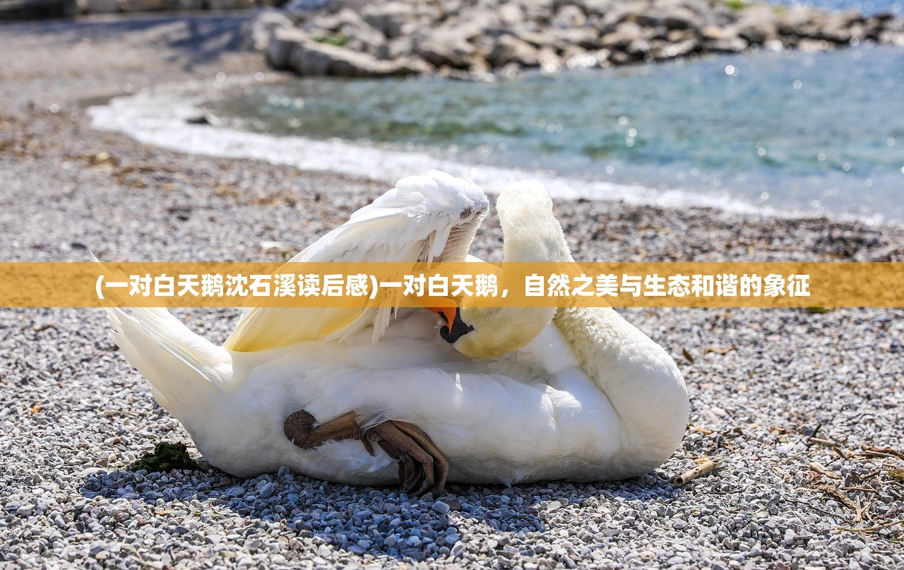 (一对白天鹅沈石溪读后感)一对白天鹅，自然之美与生态和谐的象征