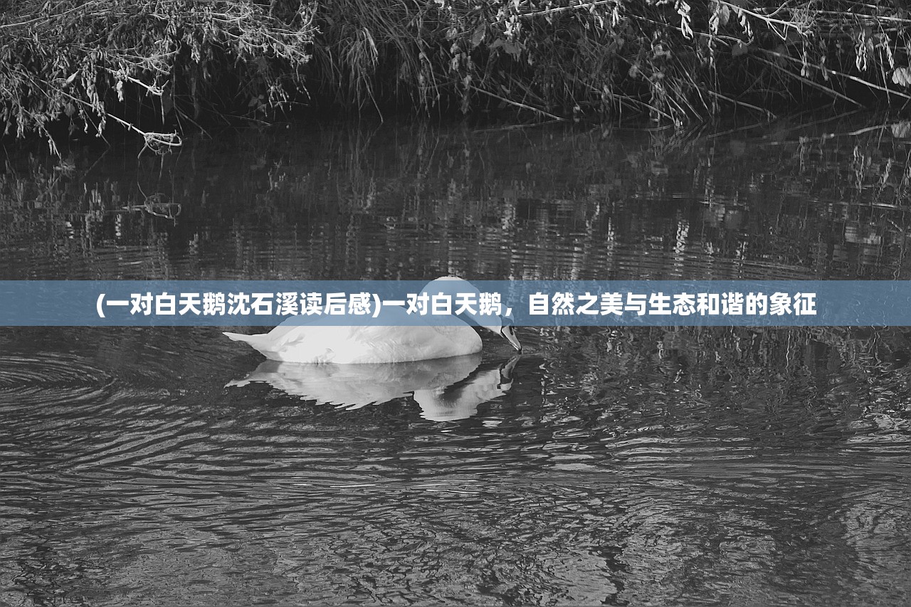 (一对白天鹅沈石溪读后感)一对白天鹅，自然之美与生态和谐的象征
