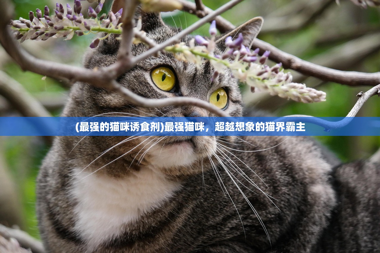 (最强的猫咪诱食剂)最强猫咪，超越想象的猫界霸主