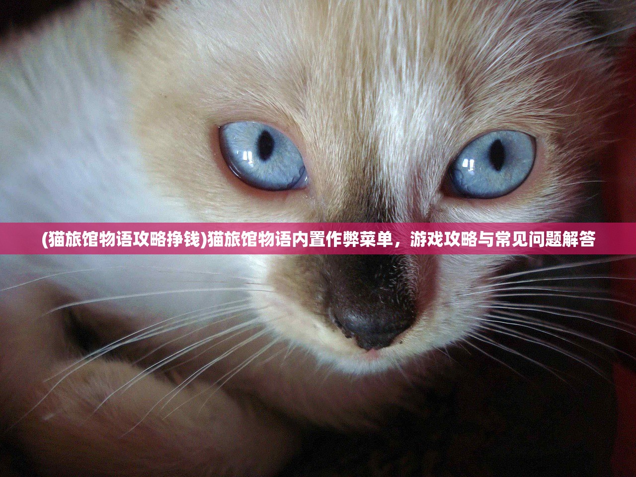 (猫旅馆物语攻略挣钱)猫旅馆物语内置作弊菜单，游戏攻略与常见问题解答