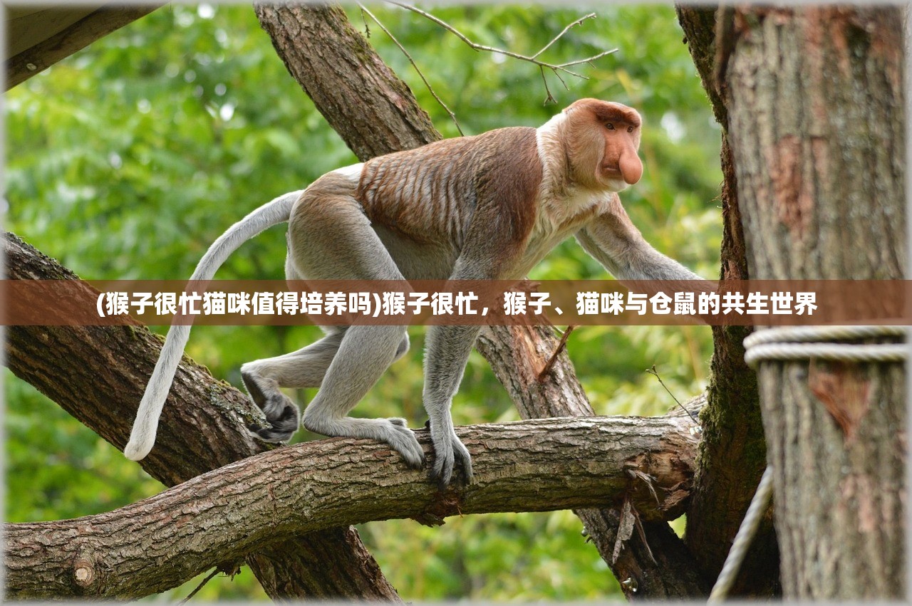(猴子很忙猫咪值得培养吗)猴子很忙，猴子、猫咪与仓鼠的共生世界