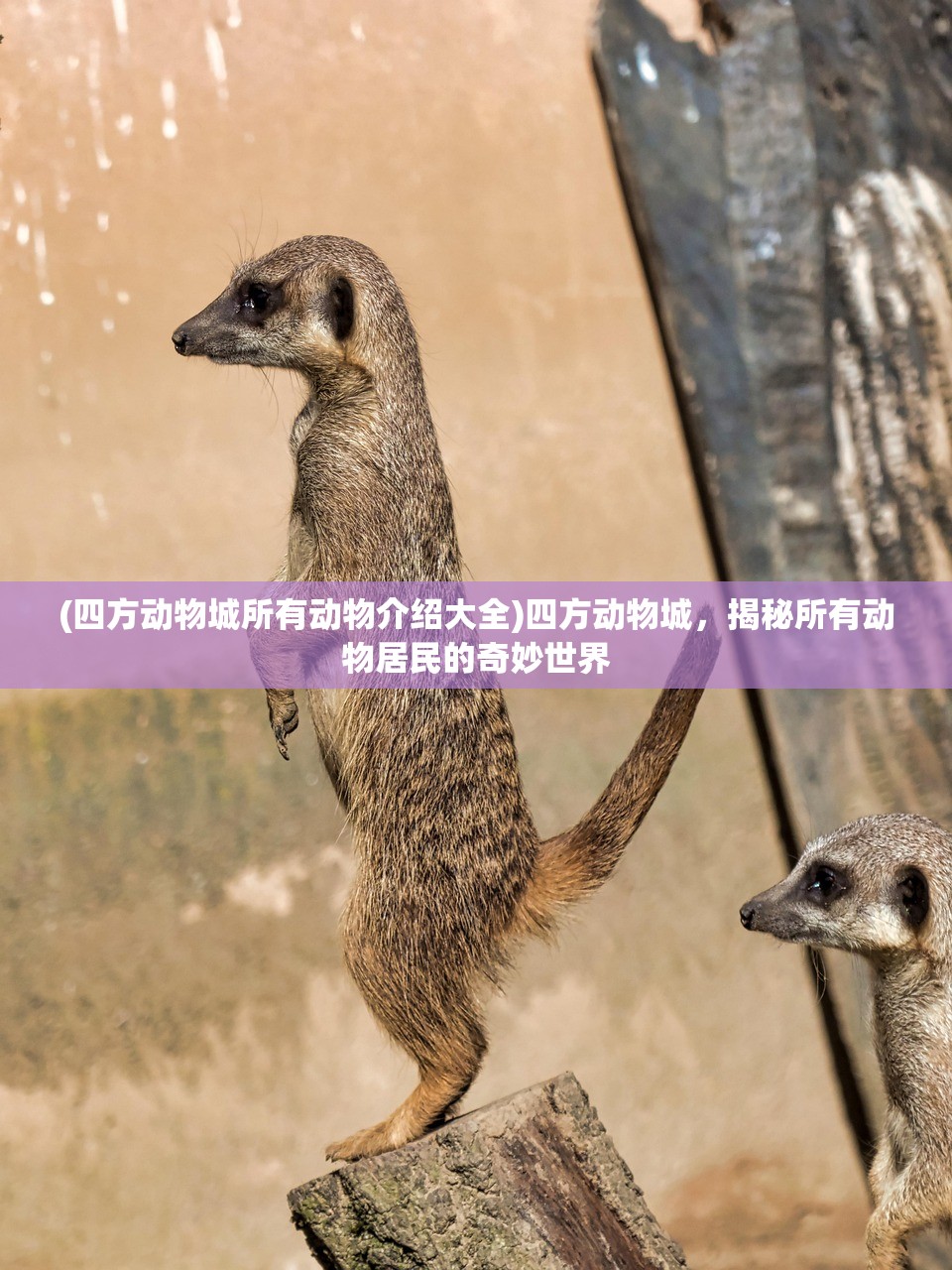 (四方动物城所有动物介绍大全)四方动物城，揭秘所有动物居民的奇妙世界