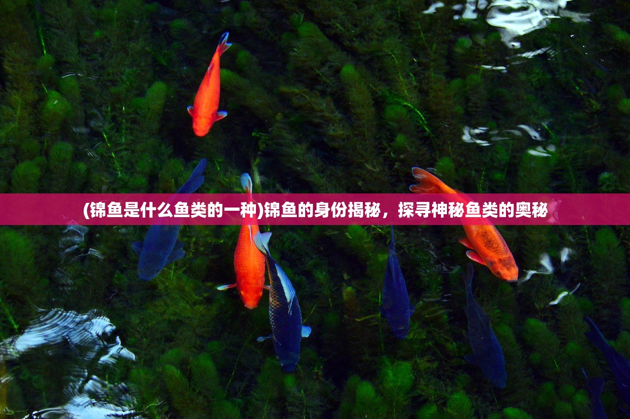 (锦鱼是什么鱼类的一种)锦鱼的身份揭秘，探寻神秘鱼类的奥秘