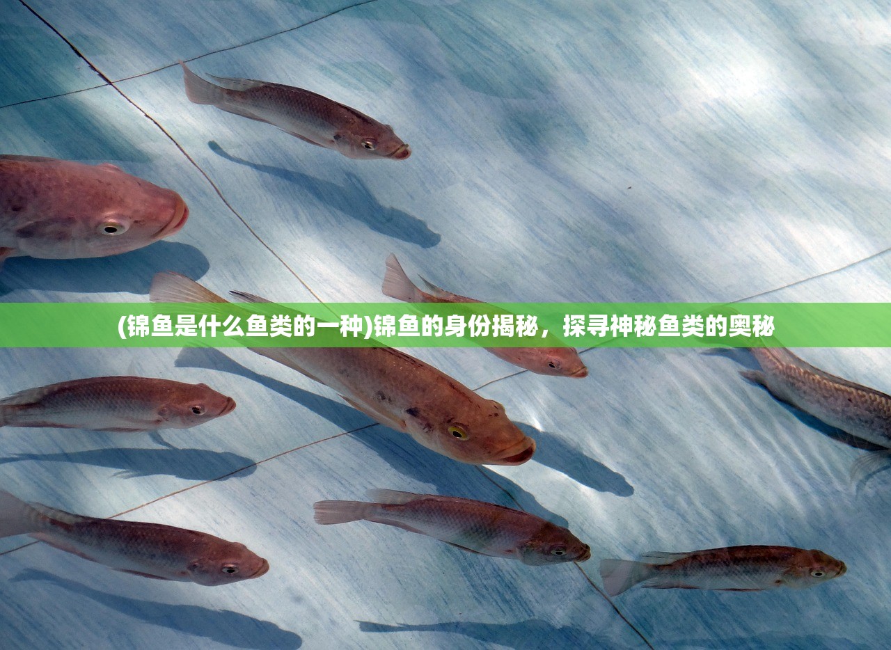 (锦鱼是什么鱼类的一种)锦鱼的身份揭秘，探寻神秘鱼类的奥秘