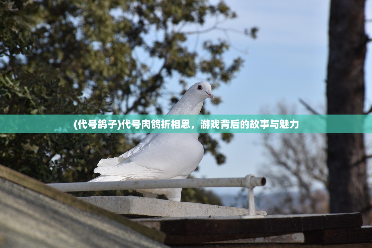 (代号鸽子)代号肉鸽折相思，游戏背后的故事与魅力