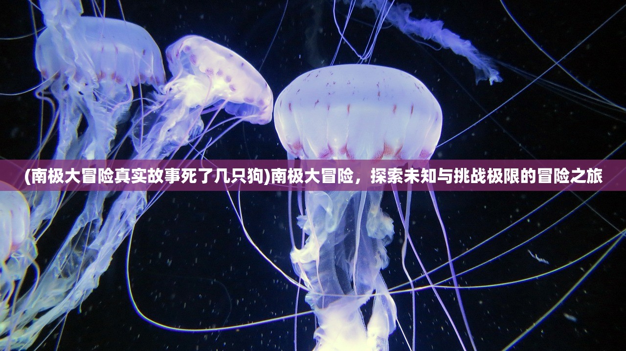 (南极大冒险真实故事死了几只狗)南极大冒险，探索未知与挑战极限的冒险之旅